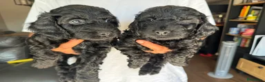 Cockapoo 7