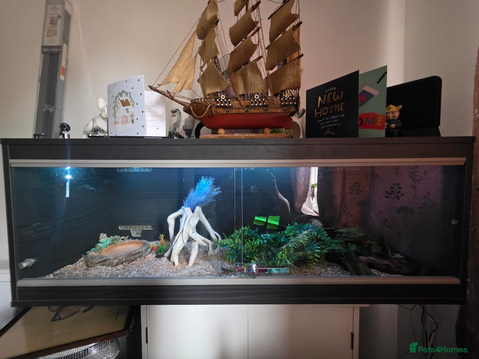 Corn Snake reptiles for sale: x2 cornsnakes in Chelmsford - Advert 3