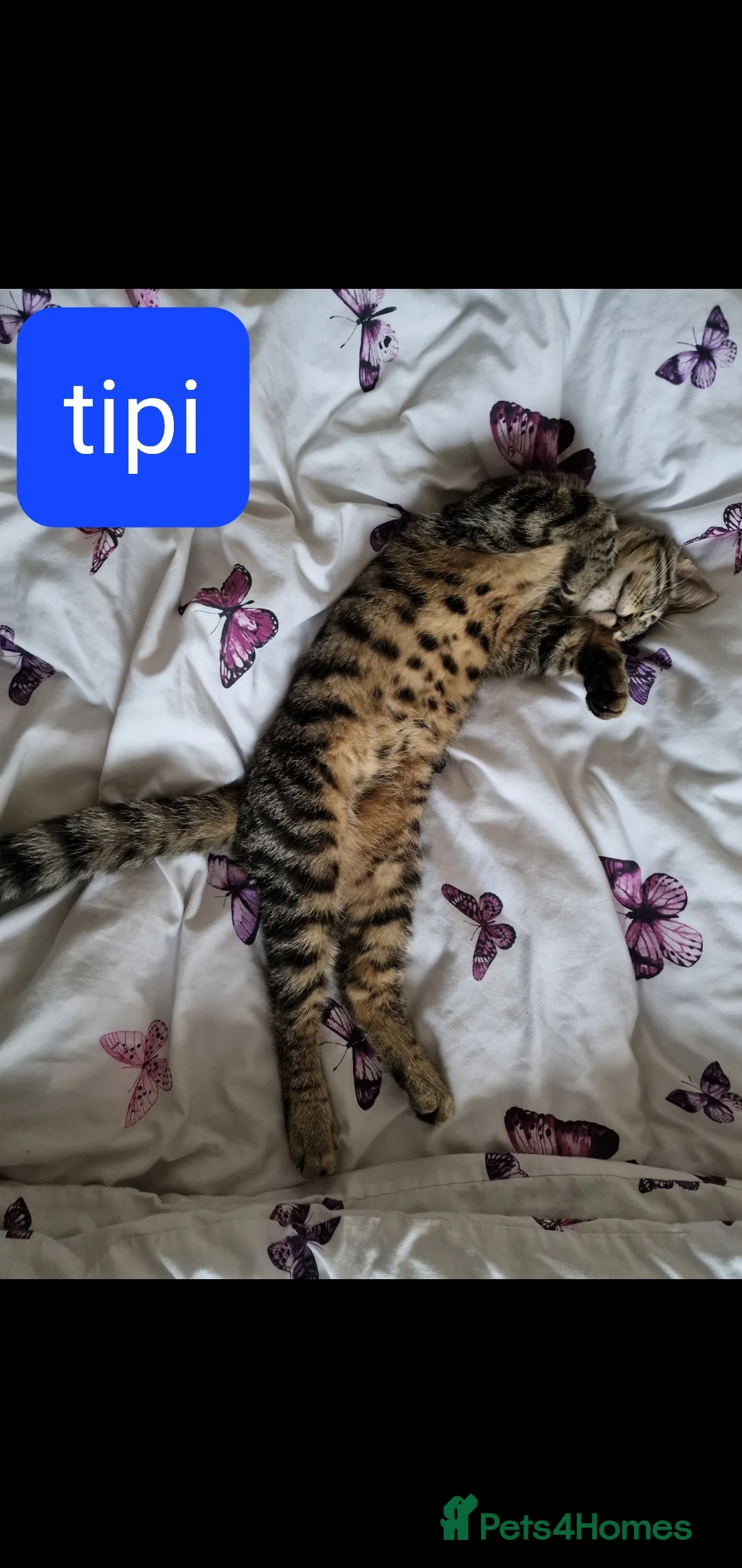 European cats for sale: For Sale tipi - Advert 4