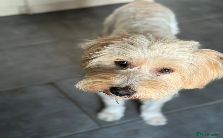 Tibetan Terrier dogs - Advert 11