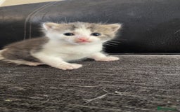 Mixed Breed cats for sale: Silver tabby and white male - Image 3