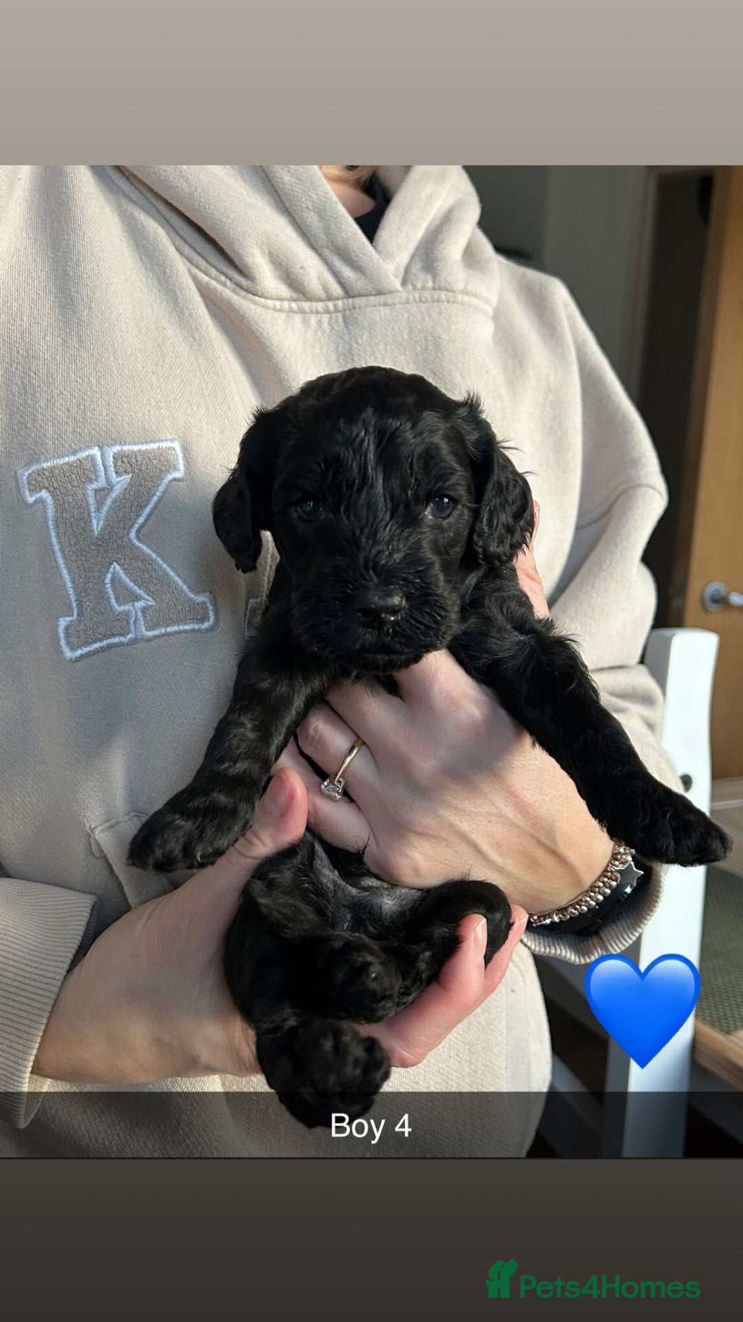 Cockapoo dogs for sale: 🖤BEAUTIFUL COCKAPOO FOR SALE🖤 - Advert 28
