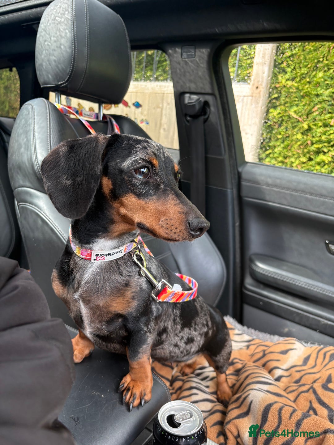 Miniature Dachshund dogs for sale: Miniature daxie female  - Advert 2