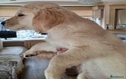 Golden Retriever dogs for sale: Golden Retreiver Puppies  - Image 15