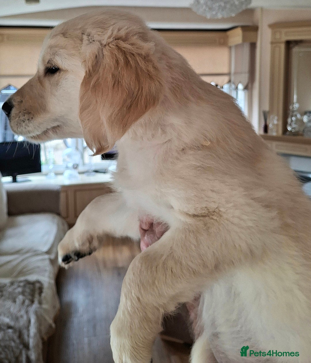 Golden Retriever dogs for sale: Golden Retreiver Puppies  - Image 15