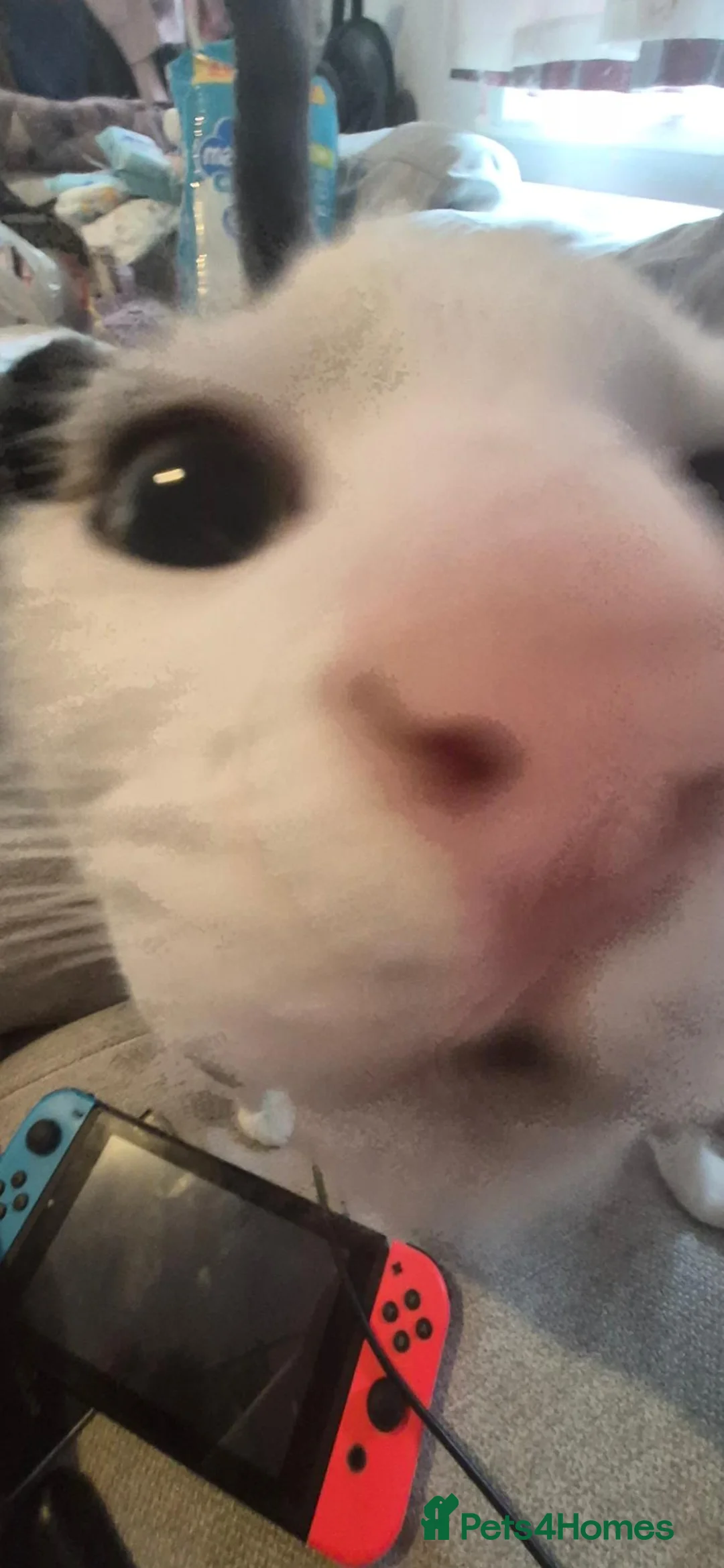 Mixed Breed cats for sale: Winston in Burnley - Advert 7
