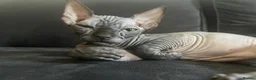 Sphynx cats for sale: Black Sphynx Cat – 2 Year Old – Loving Home Needed - Advert 2