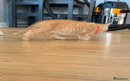 Maine Coon cats for sale: 🐾 Maine Coon Kittens X needing forever home 🐾 - Image 34