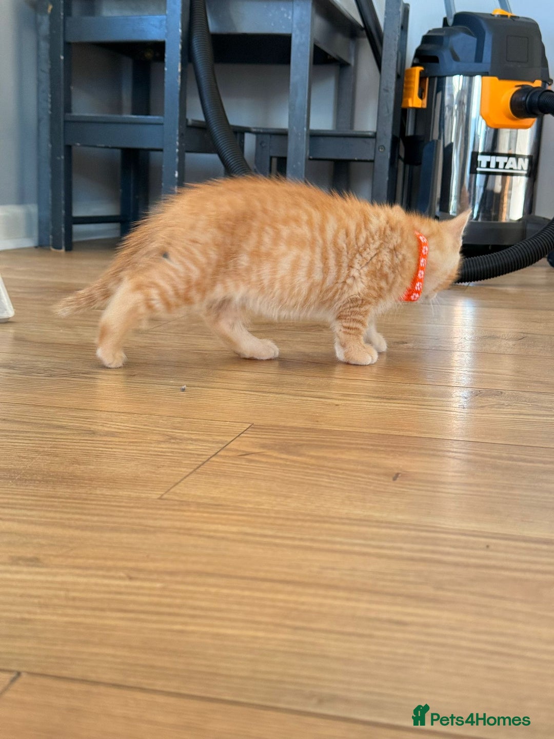 Maine Coon cats for sale: 🐾 Maine Coon Kittens X needing forever home 🐾 - Image 34