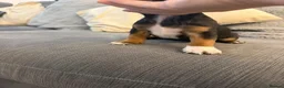 Jack Russell dogs for sale: Jack russel puppies  - Advert 6