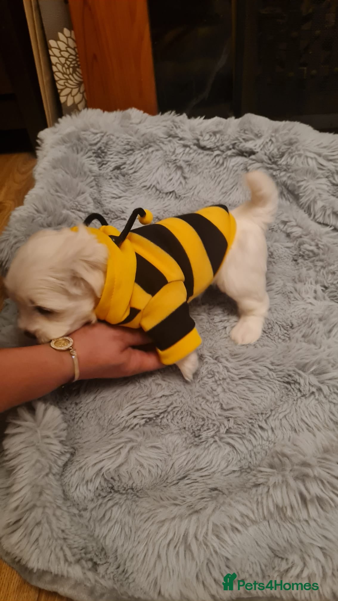 Mixed Breed dogs Bichon frise with maltipoo  - Advert 6