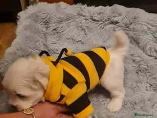 Mixed Breed dogs Bichon frise with maltipoo - Advert 6