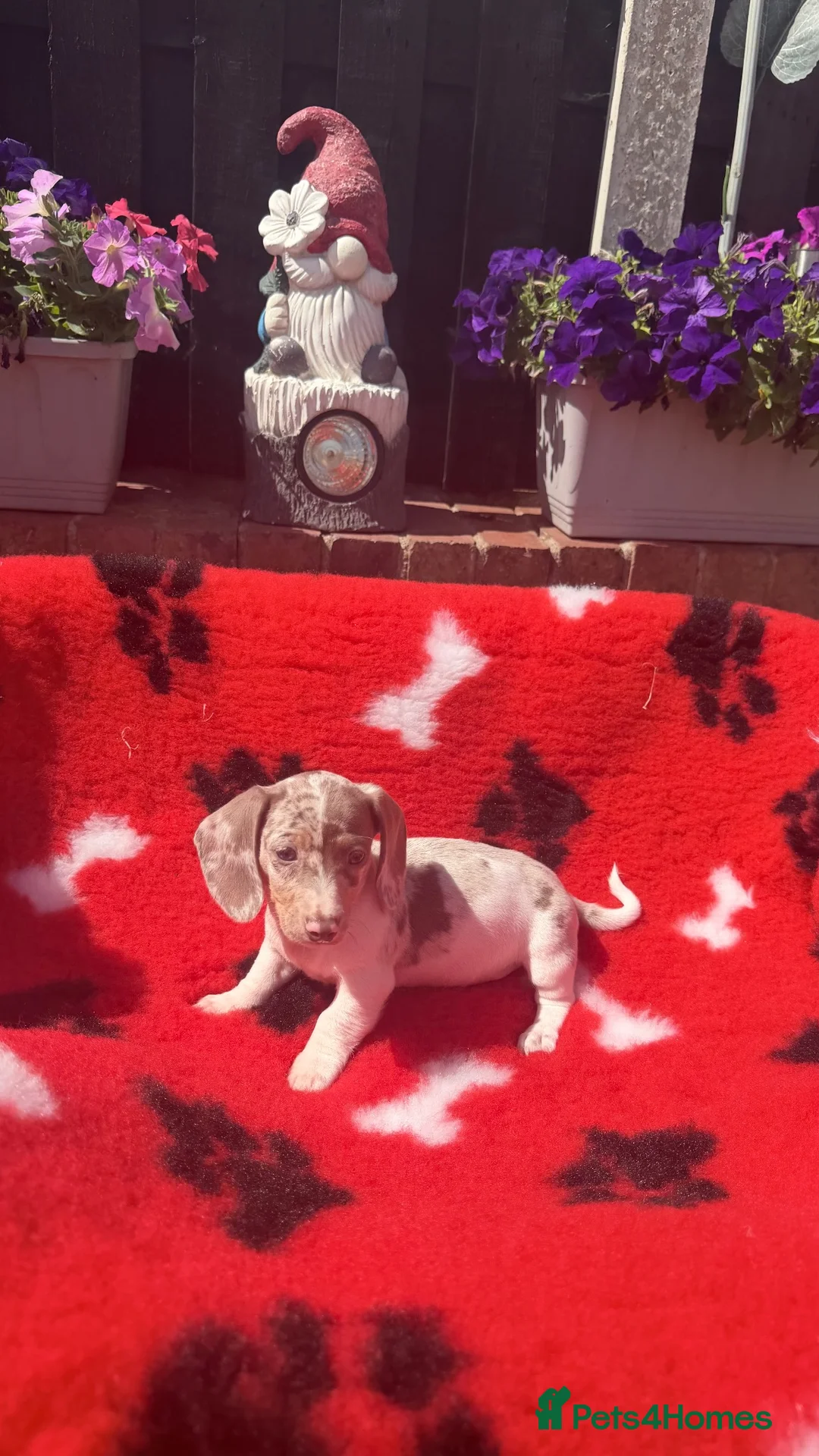 Dachshund dogs for sale: Miniature Dachshund Puppy’s. Ready To Leave 🐶  - Advert 2