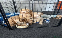 Cockapoo dogs for sale: STUNNING F1 COCKAPOO PUPPIES  - Image 11
