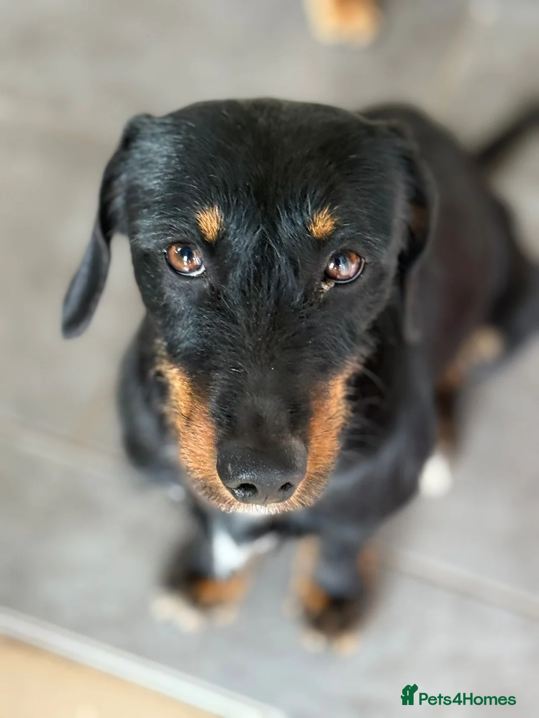 Mixed Breed dogs for adoption: Lovely Cooper ready for his home! - Advert 2