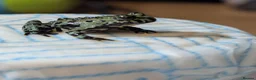 Frog reptiles for sale: Oriental fire-bellied toad - Advert 4
