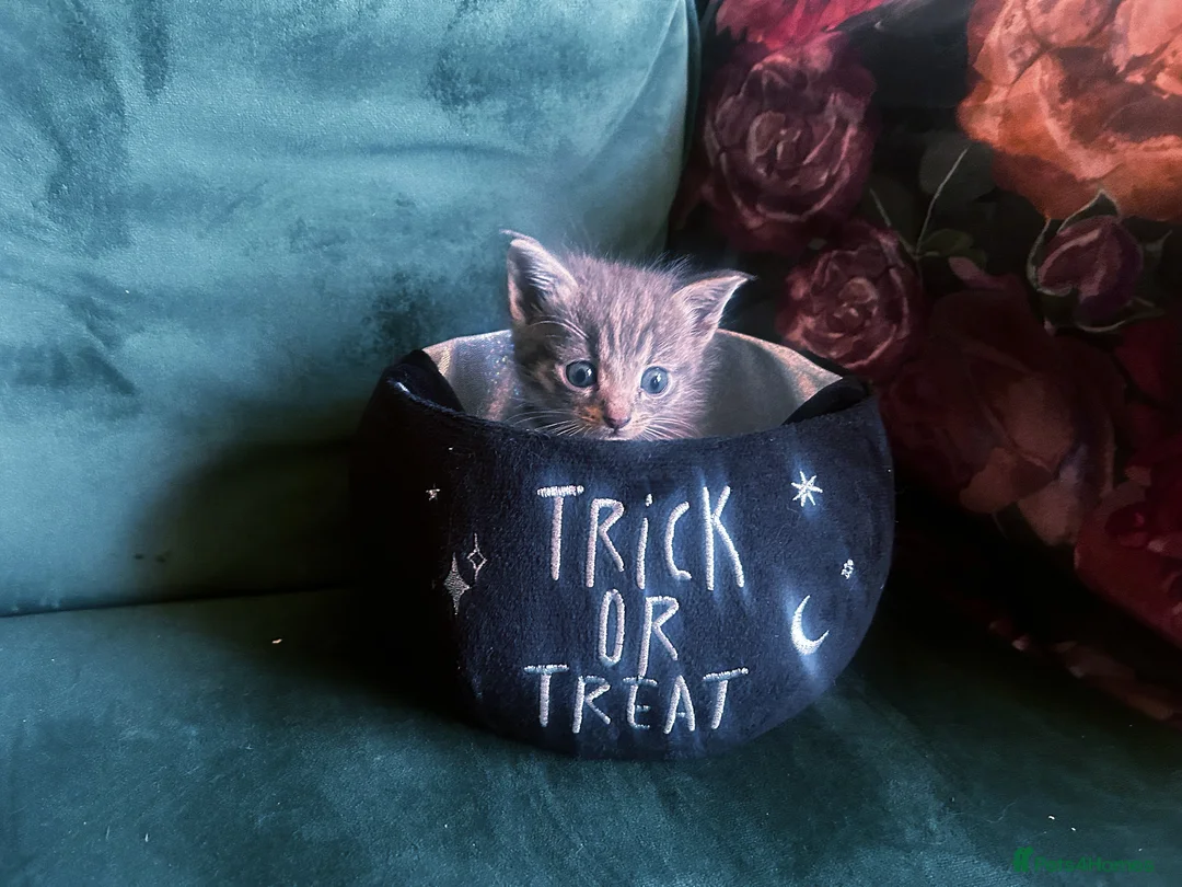 Maine Coon cats for sale: Mainecoon babies available to the best homes only in Wallasey - Advert 2