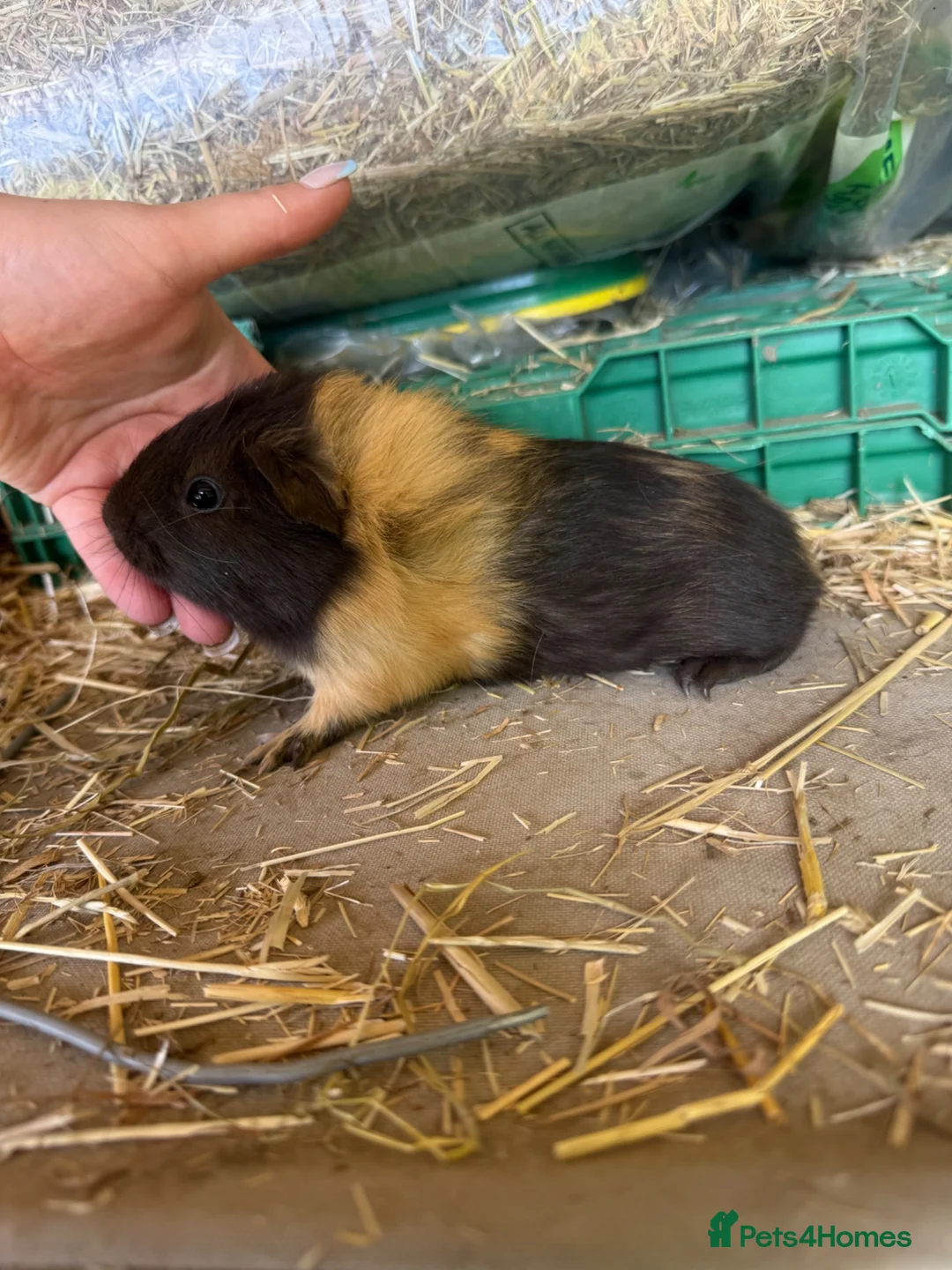 Guinea Pig rodents for sale: 3 baby guinea pig sows - Advert 2