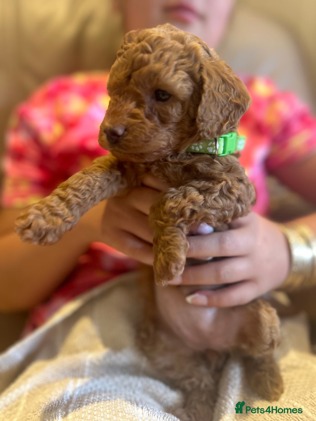 Maltipoo dogs for sale: Stunning Maltipoos wanting forever homes  - Image 3