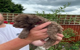 Bedlington Terrier dogs for sale: Bedlington Terrier puppies for sale in Hertford - Image 6