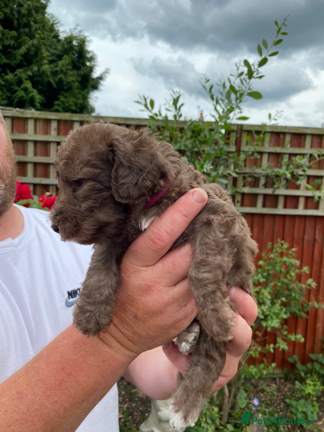 Bedlington Terrier dogs for sale: Bedlington Terrier puppies for sale in Hertford - Image 6