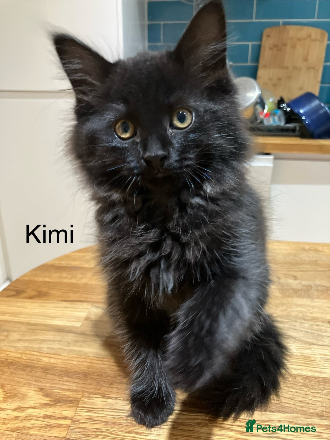 Mixed Breed cats for sale: Sweet natured kittens ready to go - Advert 12