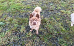 Mixed Breed dogs for sale: Simba rare chocolate Merle chowsky male for sale - Advert 3