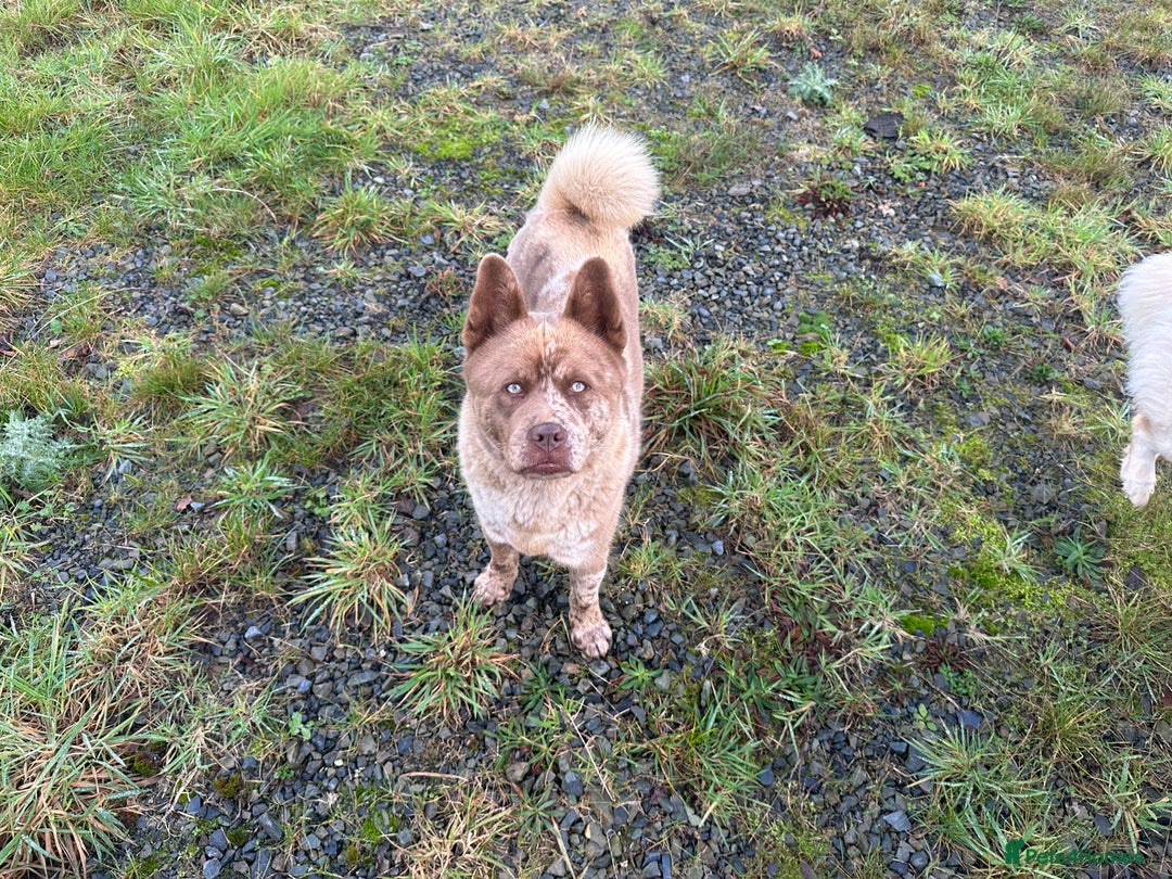 Mixed Breed dogs for sale: Simba rare chocolate Merle chowsky male for sale - Advert 3