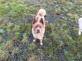 Mixed Breed dogs Simba rare chocolate Merle chowsky male for sale - Advert 4