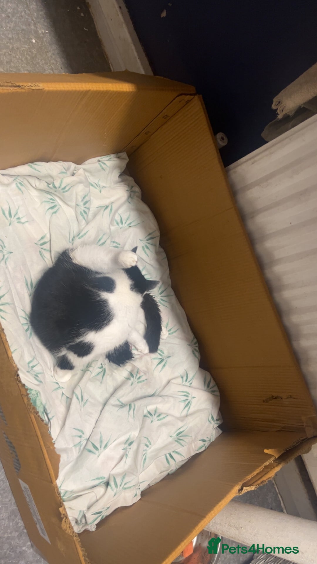 Mixed Breed cats for sale: 2 male kittens  - Advert 4