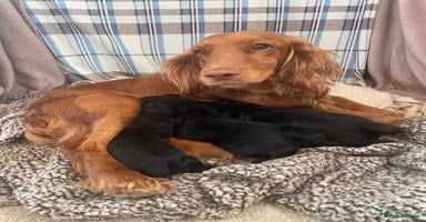 Cocker Spaniel dogs - Advert 3