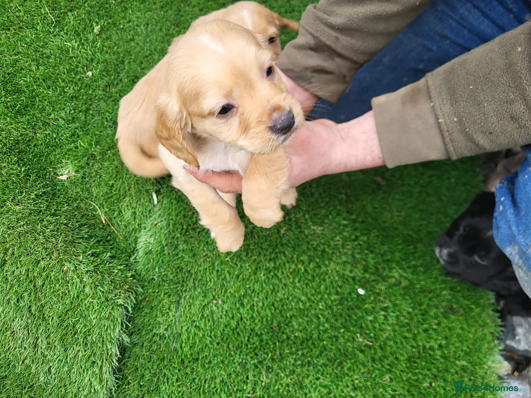 Cocker Spaniel dogs for sale: Cocker spaniel  - Advert 7