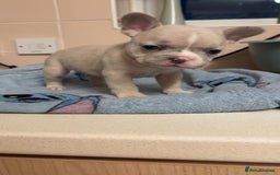 French Bulldog dogs for sale: French bulldog  - Image 3
