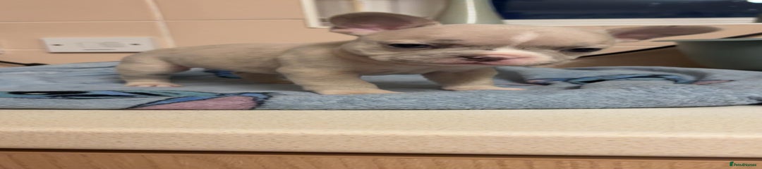 French Bulldog Puppy 6