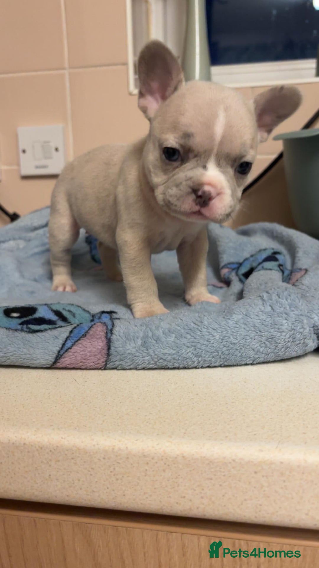 French Bulldog dogs for sale: French bulldog  - Image 3
