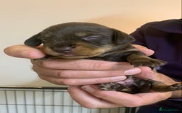 Miniature Dachshund dogs for sale: Wirehaired KC reg mini dachshunds  - Image 13