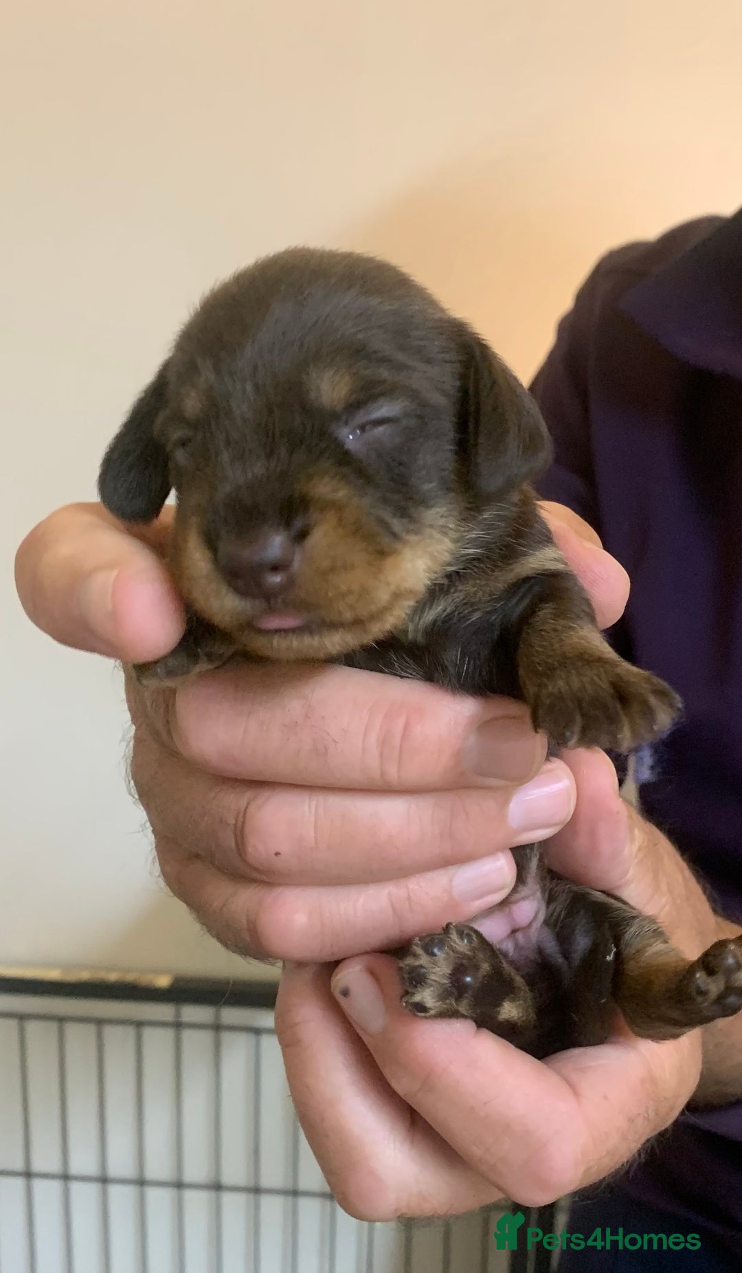 Miniature Dachshund dogs for sale: Wirehaired KC reg mini dachshunds  - Image 13