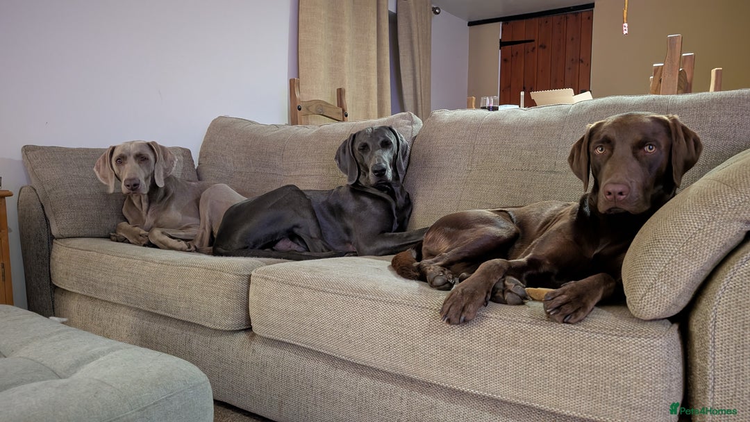 Weimaraner dogs for sale: 13 month old Blue intact male - Advert 9