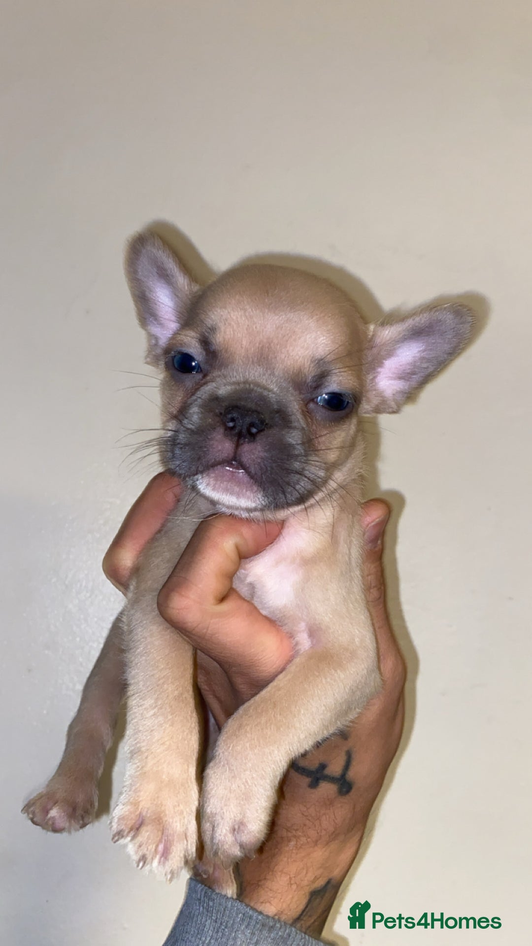 French Bulldog dogs for sale: True type frenchie puppies  - Advert 5
