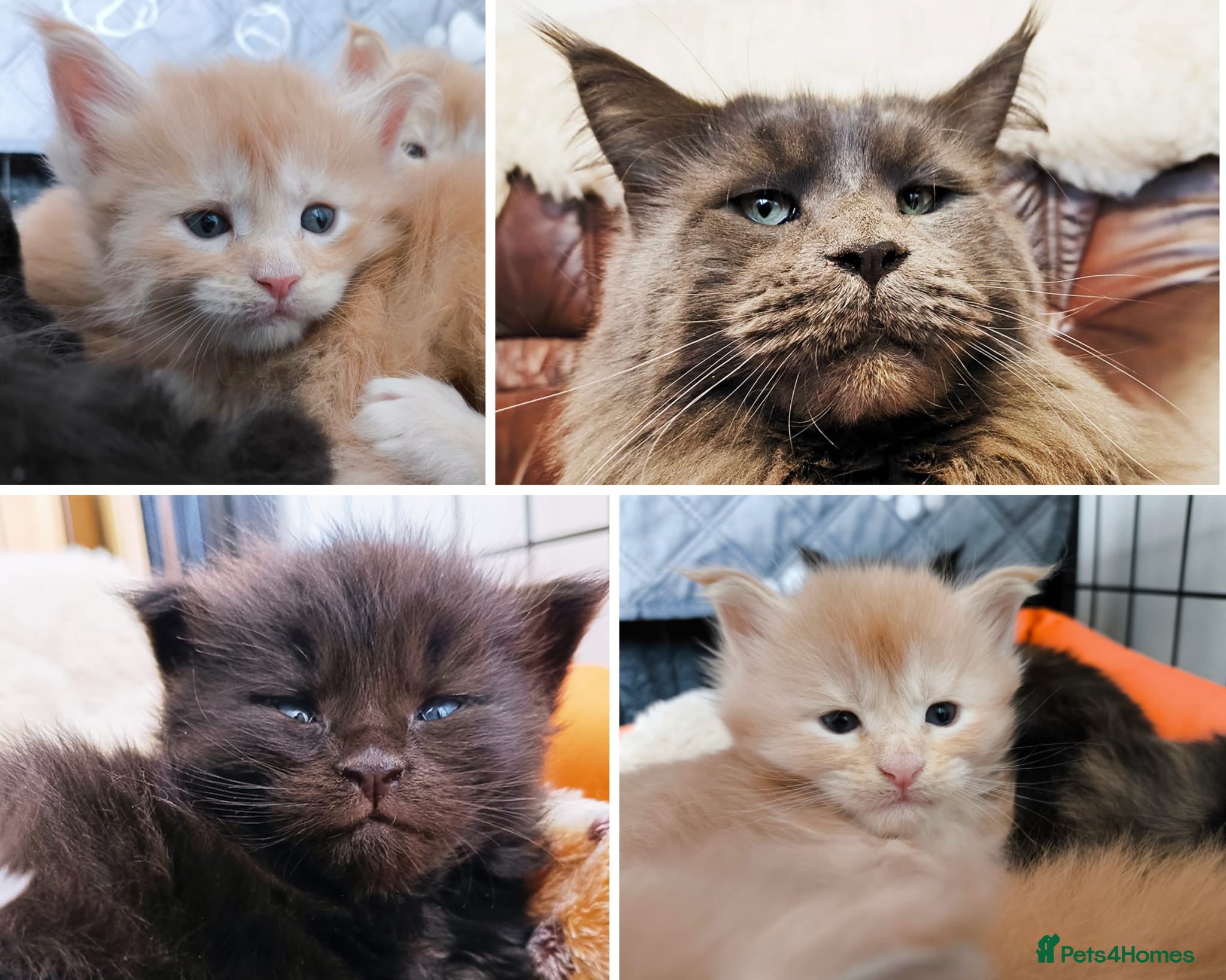 Maine Coon cats XXL Maine coon kittens, DNA health tests  - Advert 13