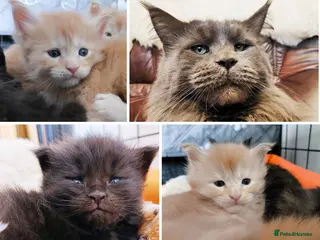 Maine Coon cats XXL Maine coon kittens, DNA health tests - Advert 13