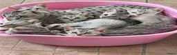 Egyptian Mau cats for sale: GCCF registered pedigree Egyptian Mau kittens - Advert 11