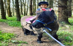 Shetland pony horses for sale: Perfect first pony: a mothers dream - Image 5