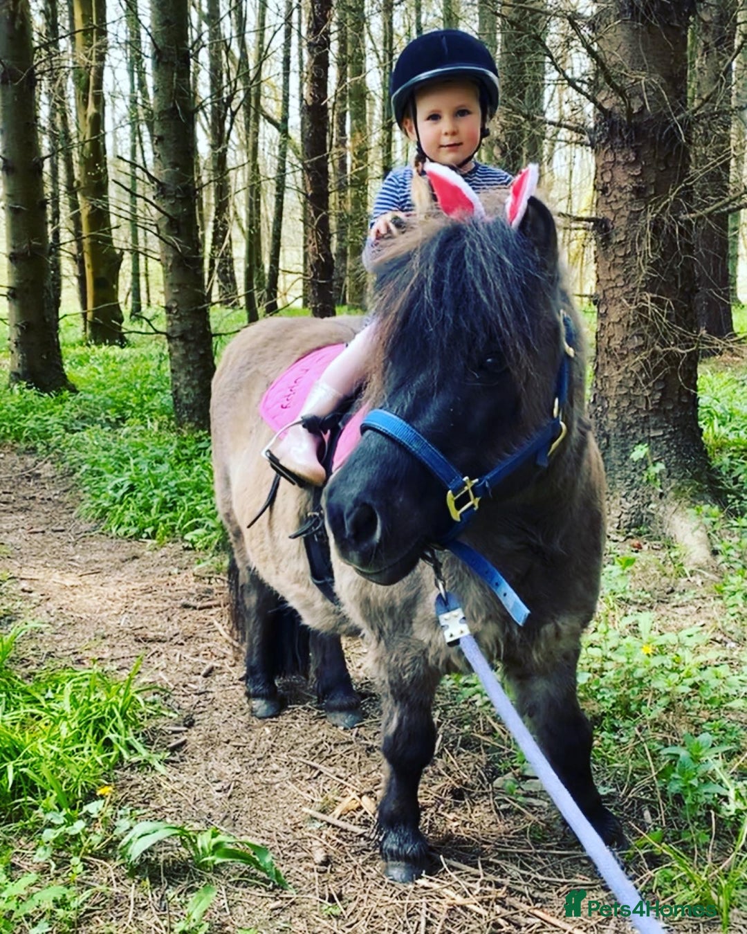 Shetland pony horses for sale: Perfect first pony: a mothers dream - Image 5