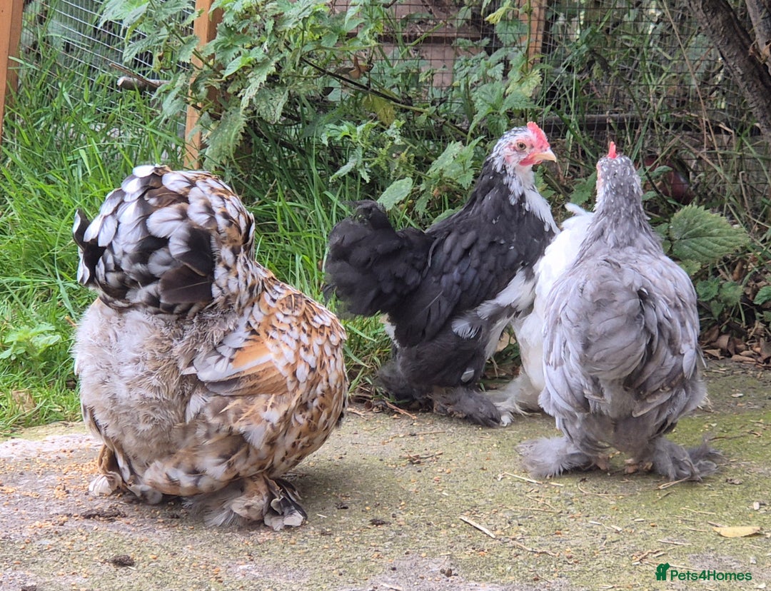 Chickens poultry for sale: Pekin bantem cockerils  - Image 8