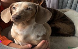 Miniature Dachshund dogs for sale: Miniature Dachshund puppies - Image 9