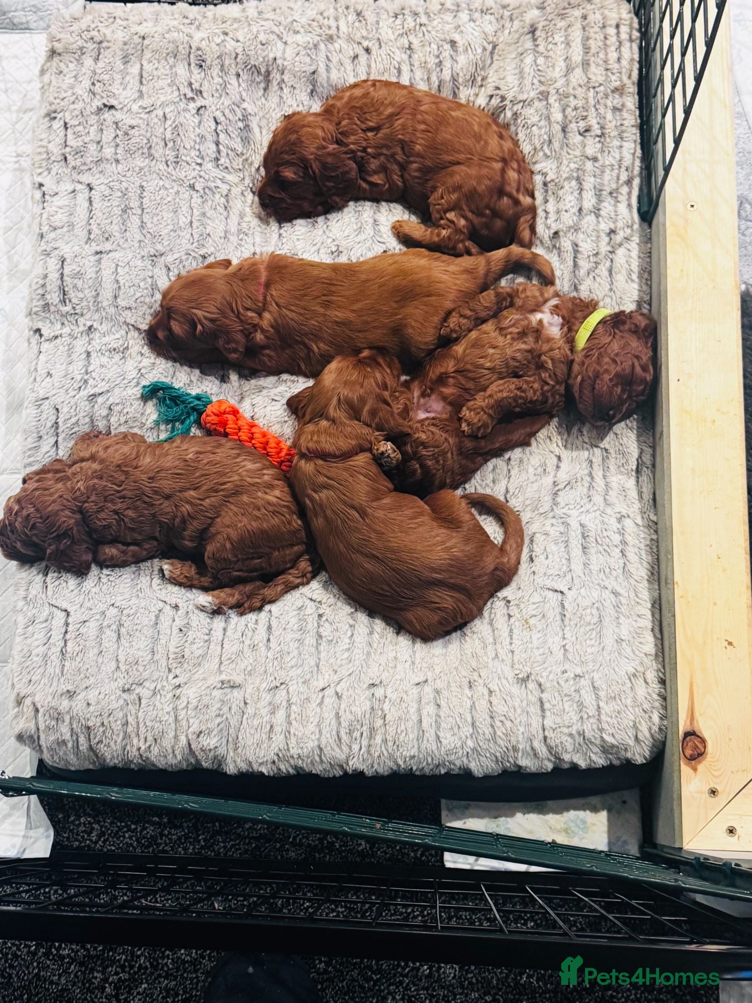 Cockapoo dogs Beautiful Red Medium Cockapoo Puppies - Advert 2