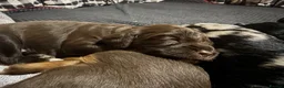 Cavapoochon dogs for sale: Beautiful health tested Cavapoo puppies - Advert 27