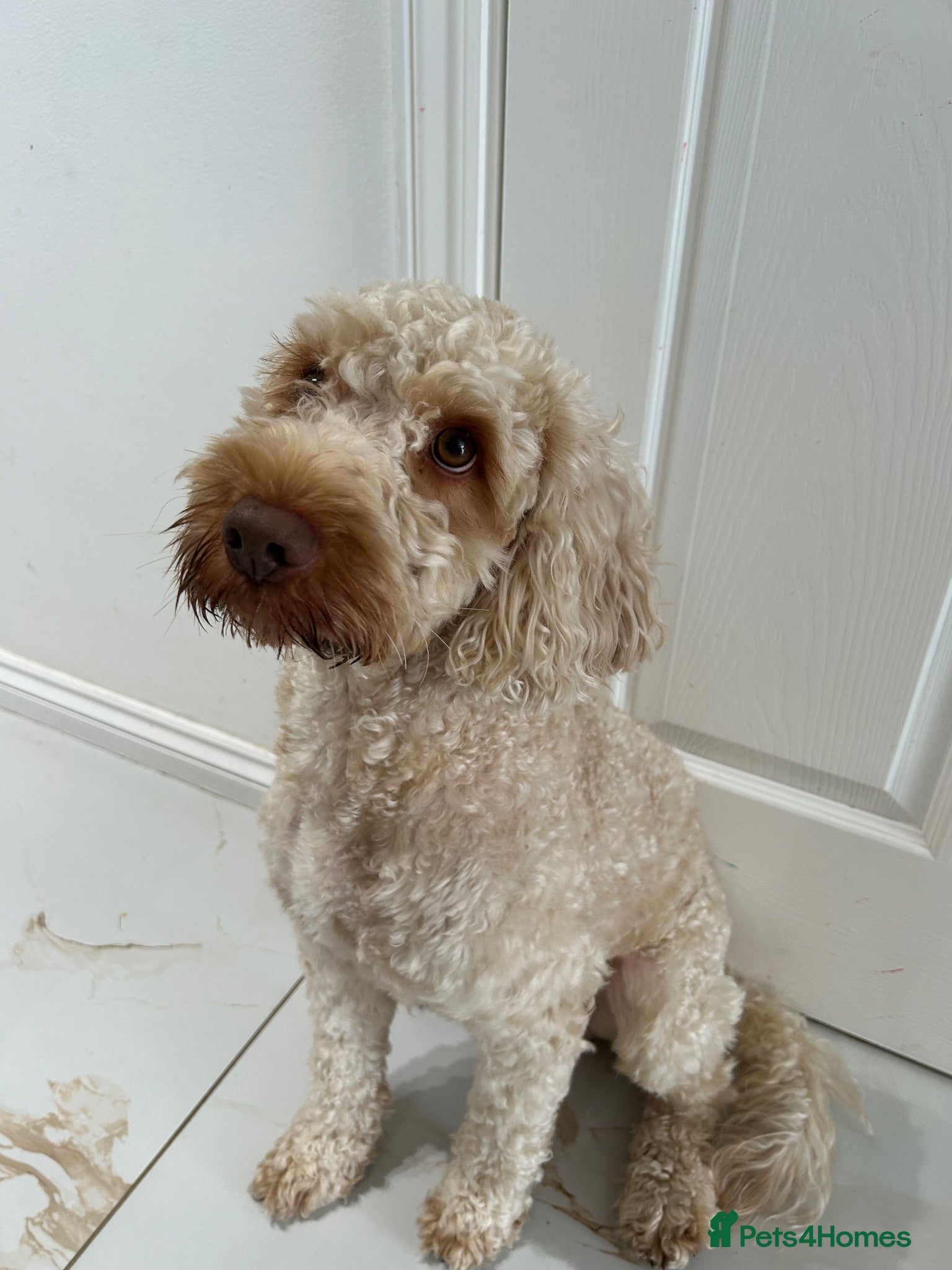 Cockapoo dogs Teddy our gorgeous 3 years old F1 Cockapoo  - Advert 1