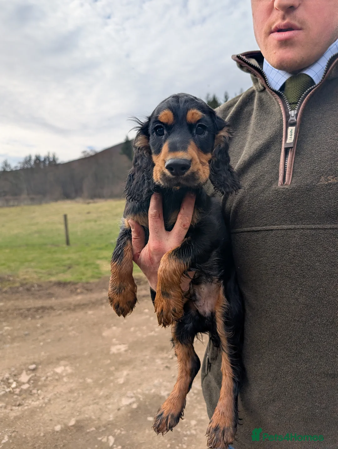 Cocker Spaniel dogs for sale: Black and Tan Cocker Spaniel - Advert 2